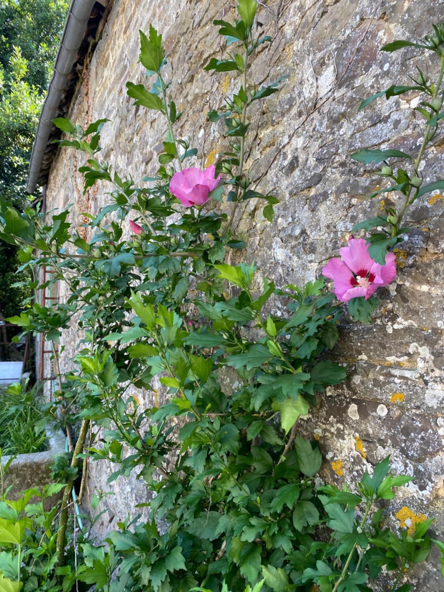 Chateau De La Robiniere Apartment Saint-Cyr-en-Pail Luaran gambar